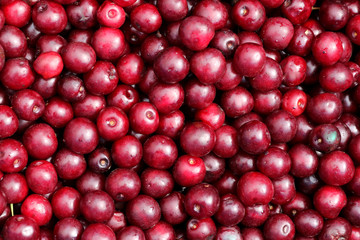 Red ripe cranberries