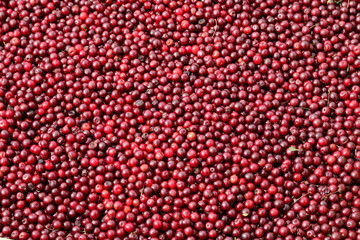 Red ripe cranberries