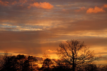 Fototapeta na wymiar sunset in the Netherlands, orange sky beautiful clouds and bald trees