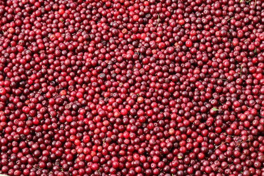 Red ripe cranberries