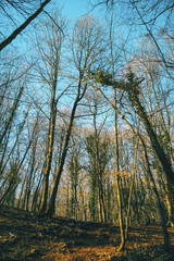 A grove in an autumnal forest