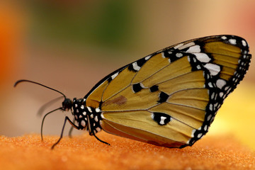 Closeup of sitting butterfly
