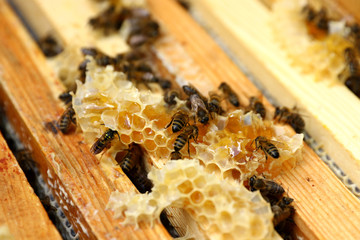Honey bees on hive