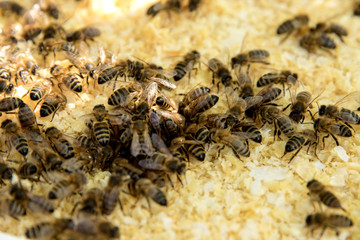Bees on honeycomb