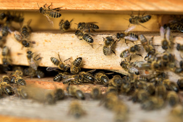 Honey bees on hive