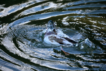Mallard duck swimming in the lake