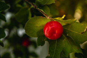 Acerola Close up /Acerola cherry - Acerola small cherry fruit on the tree. Acerola cherry is high...