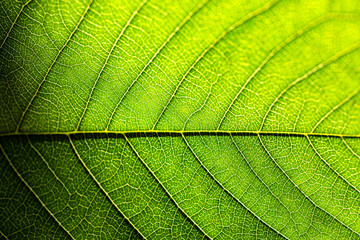  Green leaf as natural background