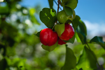 Acerola Close up /Acerola cherry - Acerola small cherry fruit on the tree. Acerola cherry is high vitamin C and antioxidant fruits. Selective focus Malpighia emarginata Close up - Immagine