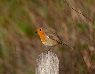 Robin