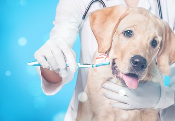 Doctor brushing dog's tooth for dental care