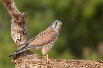 portrait of a common kestrel (Falco tinnunculus) perched on a trunk and green background