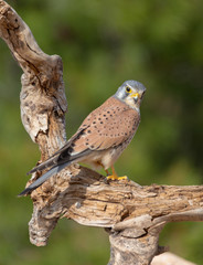 portrait of a common kestrel (Falco tinnunculus) perched on a trunk and green background