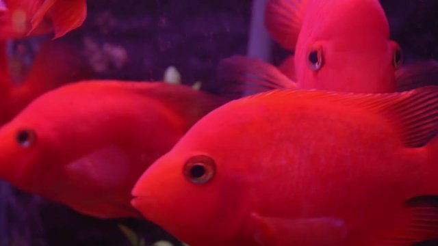 Red fish in the aquarium