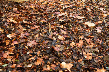 Autumn leaves background. Texture of fallen leaves in autumn. 