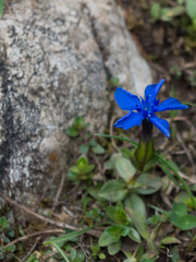 Blaue Bergblume