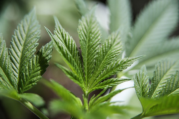 Young marijuana leaf.