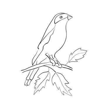 recommend clip art: bird sit on branch - vector silhouette