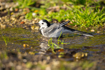 Motacilla alba (Alveola Branca) close-up portrait near a puddle, Povoa de Lanhoso, Portugal.