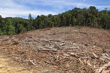 Deforestation concept image consisting of forestry trees that have been felled. Photo taken near...