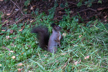 Eichhörnchen am Boden