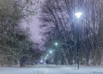 mroźny zimowy wieczór w parku - obrazy, fototapety, plakaty