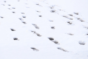 Footprints in the snow on the immature ice of a frozen pond