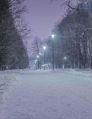 mroźny zimowy wieczór w parku