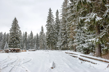 droga w lesie © Kamil_k2p