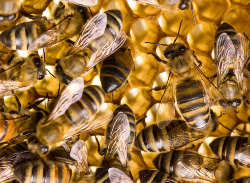 Working bees on honey comb