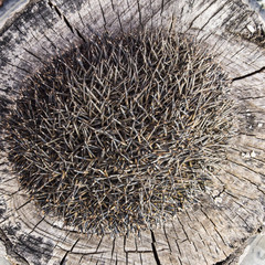 Hedgehog on the tree stump. Hedgehog curled up into a ball