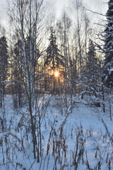 winter sunset in the forest