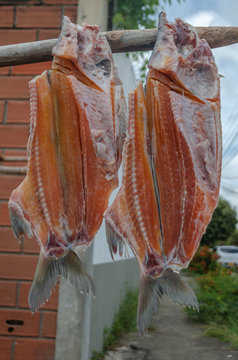 Viuda de pescado, bocachico