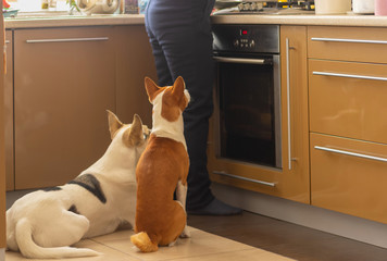 Basenji dog with its mixed breed white friend sitting near stove and patiently waiting till their...