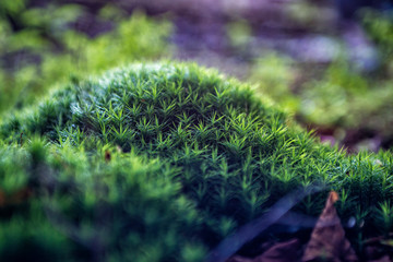 rośliny © Piotr