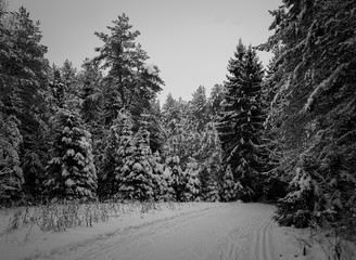 Winter landscape with a wild nature: birches, xmas trees, pines, etc.