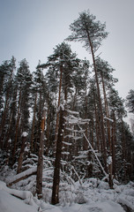 Fototapeta premium Winter landscape with a wild nature: birches, xmas trees, pines, etc.