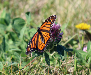 Monarch Butterfly