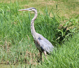Great Blue Heron