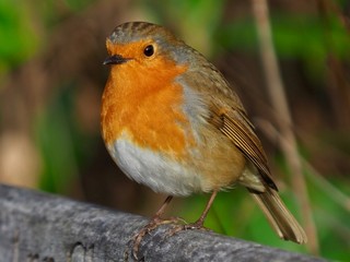 Robin 