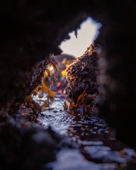 Tide Pools #1