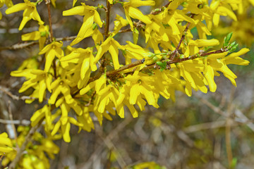 Blühende Forsythien, Forsythia