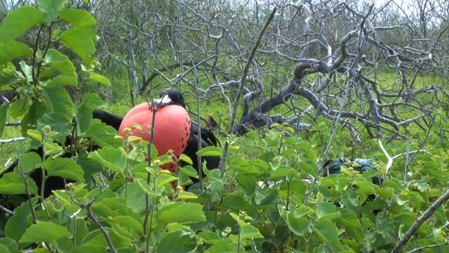 Male Magnificent Frigatebird 