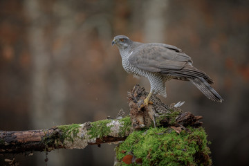 Mature wild female goshawk looking left