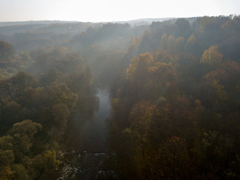 Forest in morning fog