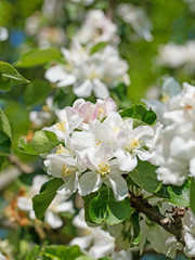 Fototapeta premium Apfelblüten, Apfelbaum, Malus