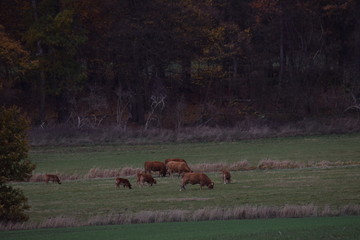 Landwirt