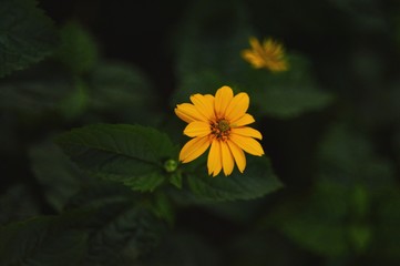 flower