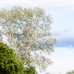 Landscape Silvery poplar and other trees against the sky.