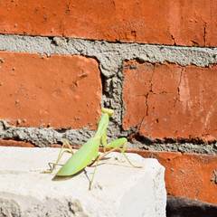 Mantis, climbing on a brick wall.